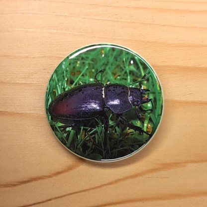 Female Stag Beetle - Badges and Magnets
